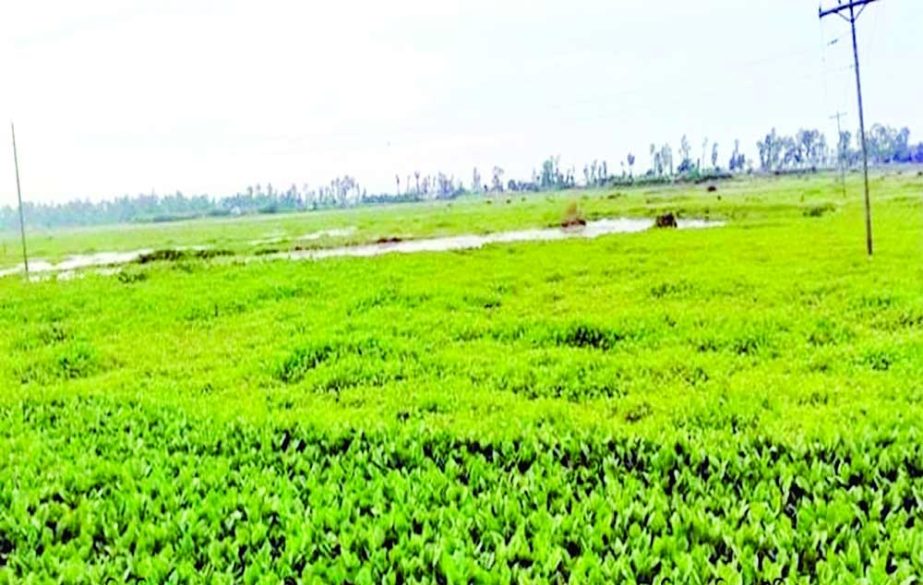 TARASH (Sirajganj): Aman Paddy cultivation at Tarash Upazila has been discontinuing for five years due to water-logging . The snap was taken on Monday. NN photo