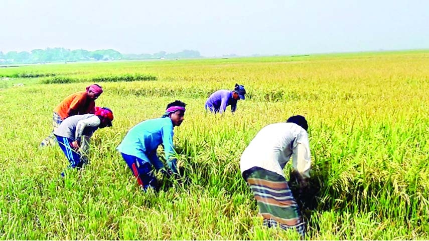 KALAPARA (Patuakhali) : Farmers passing busy time in Aman paddy harvest . This picture was taken on Wednesday.