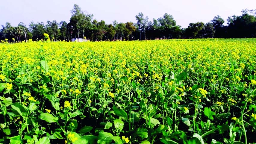 GAZIPUR: A view of a mustard field in Gazipur.