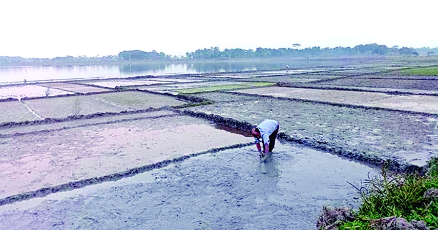 BENAPOLE: A farmers is seen preparing seedbeds for early for early cultivation in Boro paddy . This snap taken on Sunday.