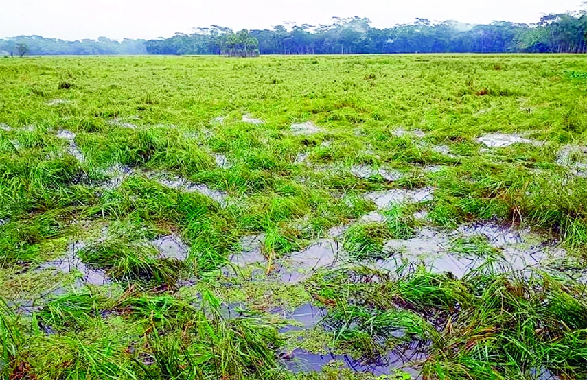 INDURKANDI (Pirojpur): Aman Paddy fields at Indurkandi Upazila have been badly damaged due to relentless rain caused by depression in the Bay of Bengal. This picture was taken on Monday.