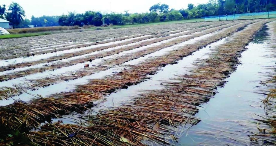 BALIAKANDI (Rajbari): Aman Paddy fields at Baliakandi Upazila have been submerged due to heavy rainfall caused by depression in the Bay. This picture was taken on Tuesday. NN photo