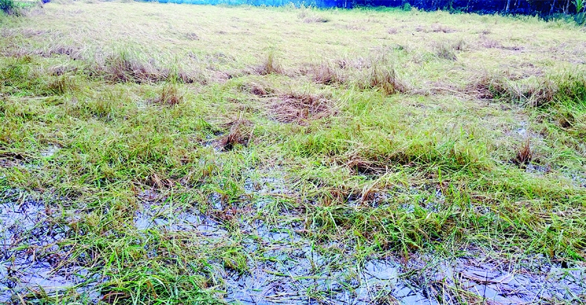 BARISHAL: Ropa Aman Paddy fields were damaged due to heavy rainfall caused by low depression in the Bay for cyclone Jawad. This snap was taken on Wednesday.