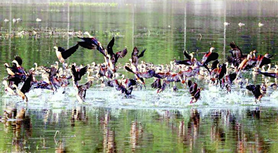 Flocks of guest birds are seen flying and chirping on the haor in Kishoreganj on Tuesday. NN photo