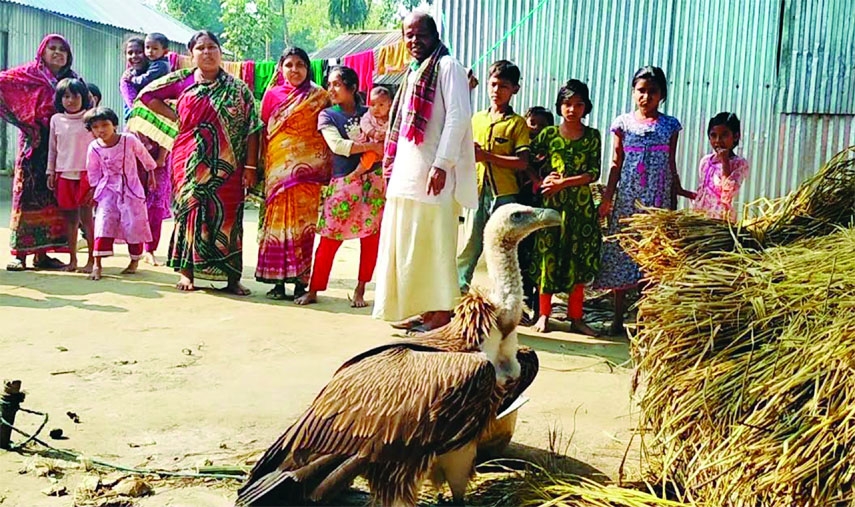 KURIGRAM: A large size rare variety vulture was found in Amtola Bazar area in Kuti Chandrakhana under Fulbari upazila in Kurigram on Monday.