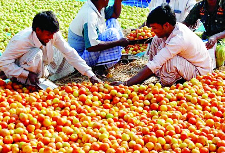 Farmers sorting out tomatoes at a field in Munshiganj district for selling those at a local market. NN photo