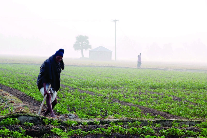 A farmer works in a field amid biting cold and dense fog at Nondigram upazila in Bogura district on Monday.