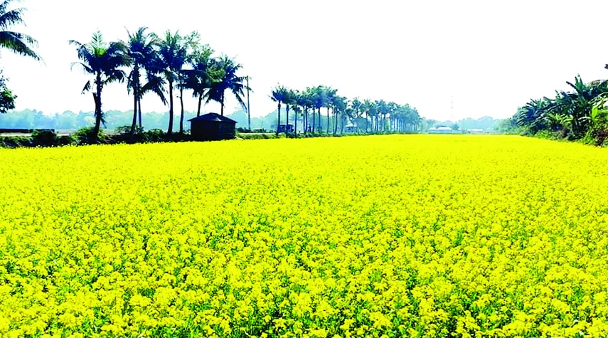 ISHWARDI (Pabna): A vast areas are coloured with yellow flowers of mustard at Ishwardi Upazila predicts bumper yield of the crop this season. The snap was taken from Poura Border area on Sunday.