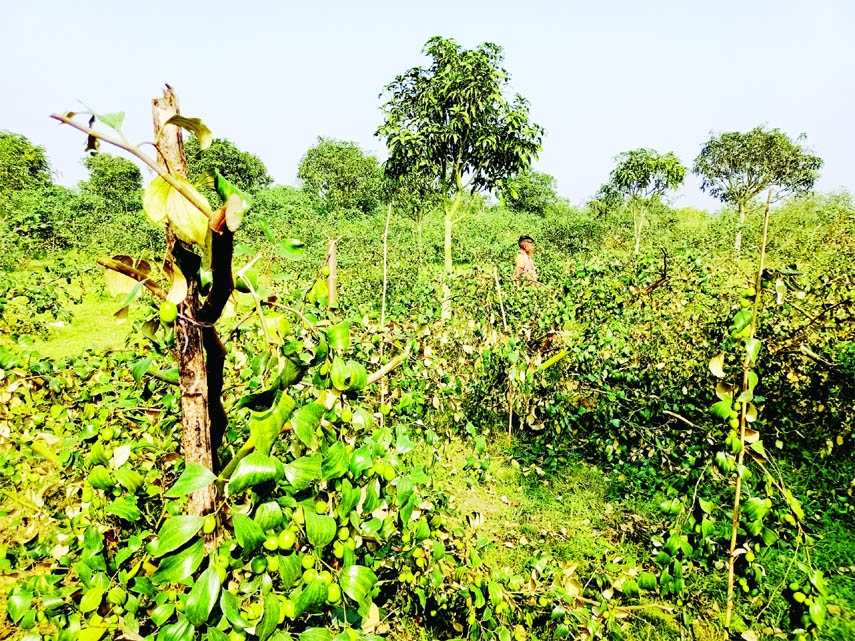 SHIBGANJ (Chapainawabganj): Miscreants cut down about two hundred plum trees in Mirzapur area at Daipukhuria Union of Shibganj Upazila on Thursday.