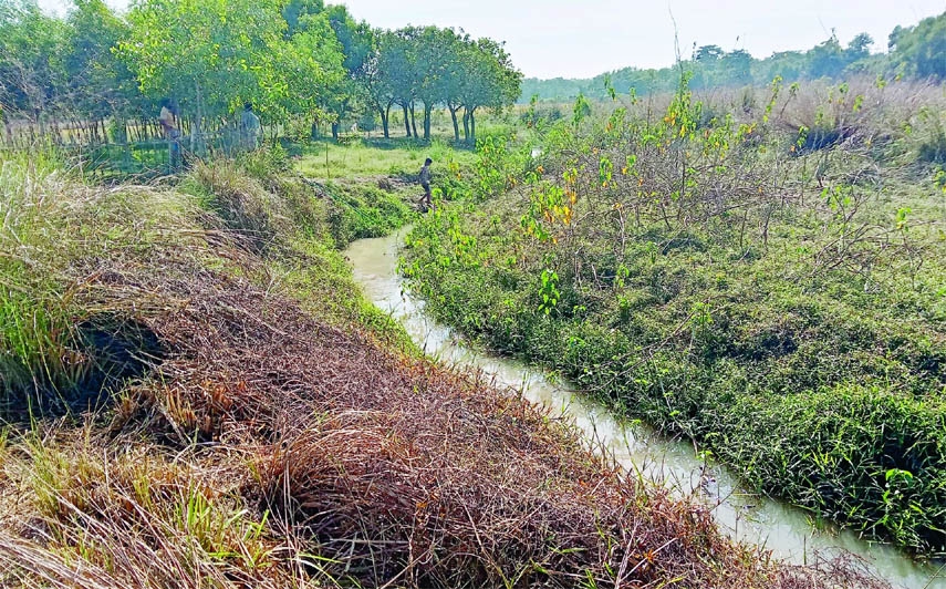 MOULVIBAZAR : Dewchhara Beel turns into a ordinary canal for with bushes, silt.