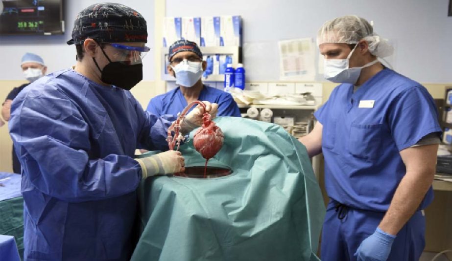 In this photo provided by the University of Maryland School of Medicine, members of the surgical team show the pig heart for transplant into patient David Bennett in Baltimore on Friday, Jan. 7, 2022.