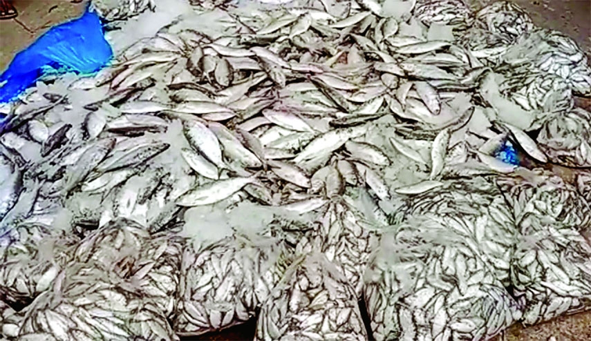 KALAPARA (Patuakhali): Ten mounds Jatka (hilsa fries) and local species of fishes seized from Capli Bazar in Kapasia and distributed among orphans and madrasa students by Kuakata River police.
