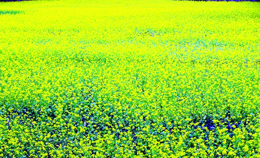 KHULNA: A mustard field looks like yellow carpet at Shugondhi Village of Digholia Upazila in Khulna predicts bumper mustard production in the district this season. This picture was taken on Saturday