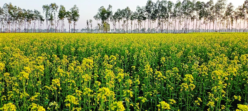 PANCHBIBI (Joypurhat): Eye-catching yellow flowers ceremonies in different fields of the Panchbibi Upazila now with scent of sweet flowers floating in the air predicts bumper mustard output here during the season. This picture was taken from on Tuesday.