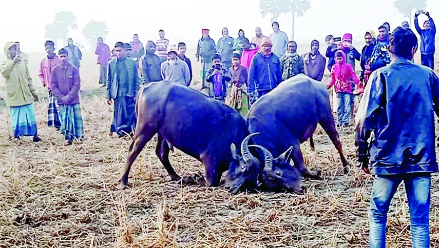 KALAPARA(Patuakhali):The traditional buffaloes fight arranges at Lamupara Village of Baliatoli Union in Kalapara Upazila on Tuesday.