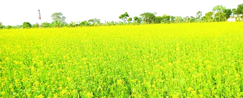 MADHUkHALI (Faridpur): The mustard field with full of yellow flowers at Gonderdia Charpara area beside Dhaka- Khulan Highway makes a beautiful natural scenario. This picture was taken on Saturday.