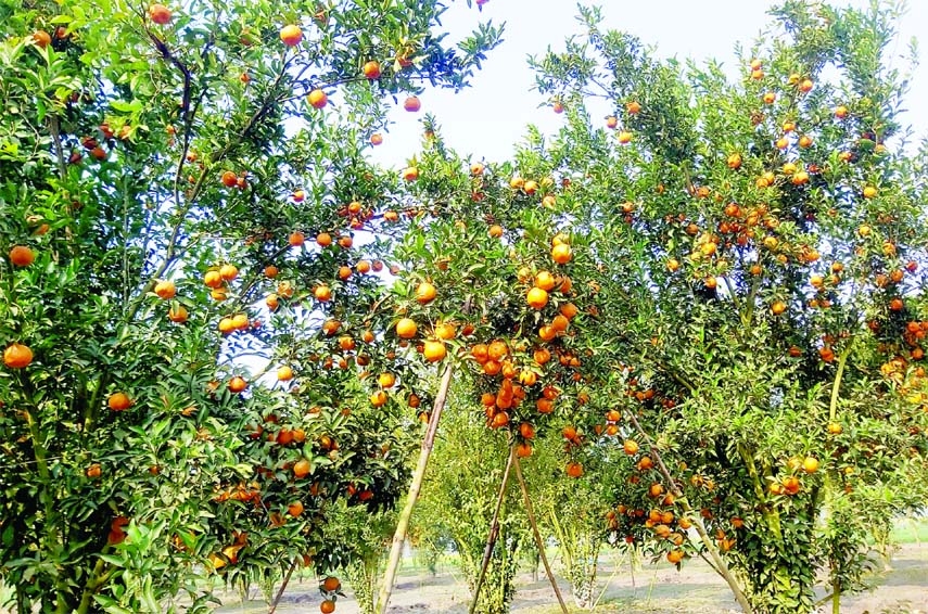 THAKURGAON: Bumper orange output achieved at the garden of farmer Abu Jahid Jewel by cultivating Darjeeling variety orange at Malancho Village in Pirganj Upazila . This snap was taken on Saturday.