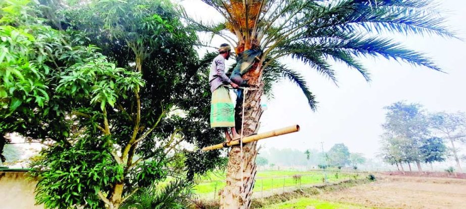 MOULVIBAZAR: A gachhi prepares dates tree for collection of dates juice in Moulvibazar. The picture was taken on Monday. NN photo