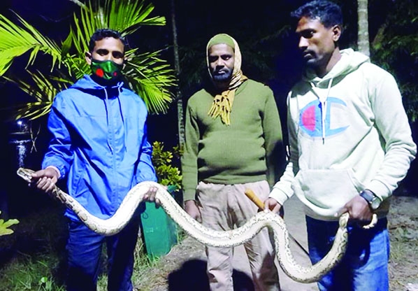 BAGERHAT: The members of the Wild Team release the python which they caught from a pond of Uttar Tafalbari Village at Sharankhola Upazila in Bagerhat on Tuesday.