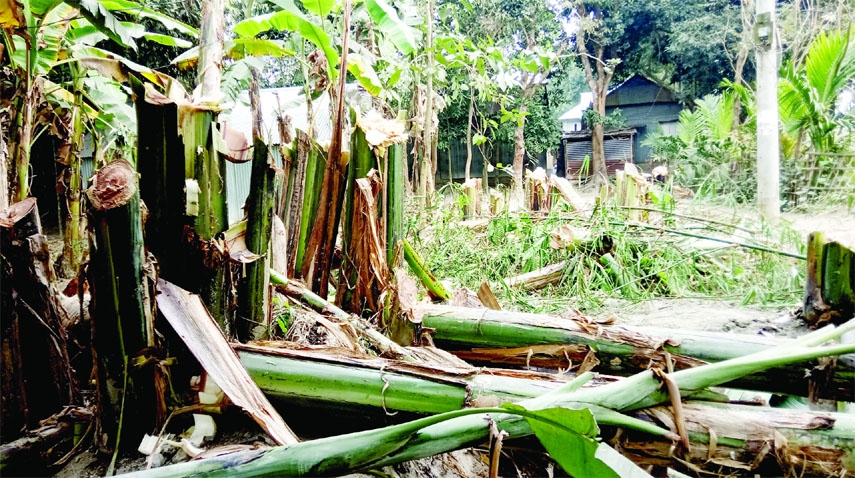 JAMALPUR: Banana trees were cut down at Melandah Upazila due to land dispute on Wednesday.