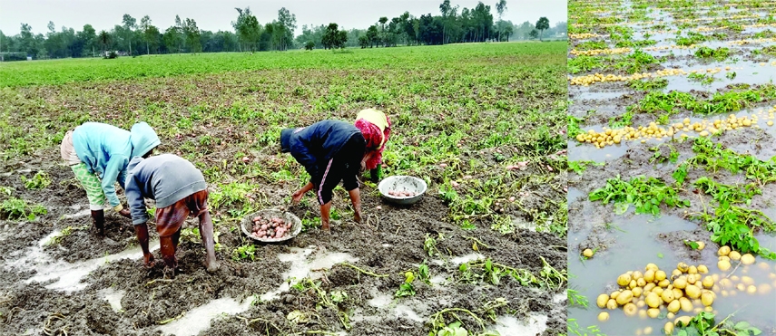 KHETLAL (Joypurhat) : Farmers at Khetlal Upazila collecting potatoes from their water-logged lands due to untimely rain. This snap was taken on Sunday.