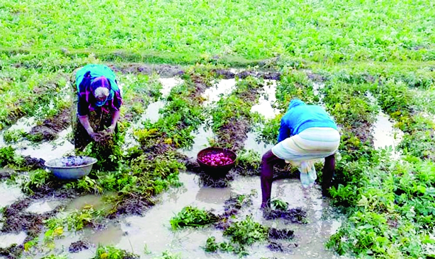 SHERPUR (Bogura): Farmers at Kellapeshi area in Sherpur Upazila harvesting potatoes to save them from rost as rainfall on Saturday.