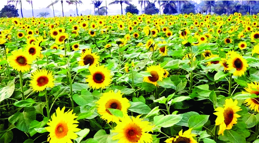 ISHWARDI (Pabna): The sunflower garden inside Agriculture Research Centre at Ishwardi Upazila predicts as a yellow garden. This snap was taken on Sunday.