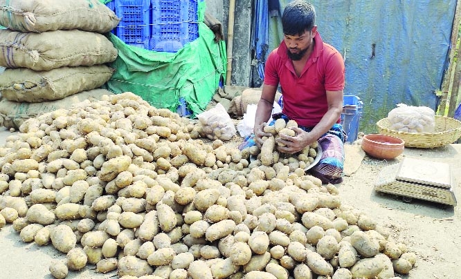 PATUAKHALI: Trader packs potatoes at a price of Tk 100 for 8kgs beside a road near New Market in Patuakhali as the district has achieved bumper production of the product this season. The picture was taken on Thursday.