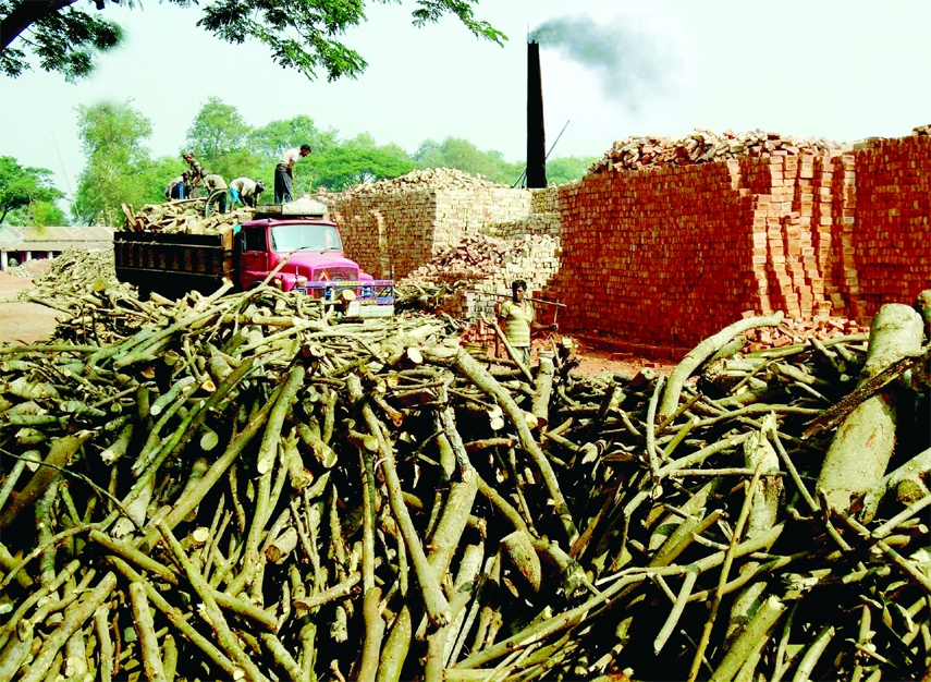 KHULNA: Woods use at a brick kiln at Dumuria Upazila violating environmental law. This picture was taken on Wednesday.