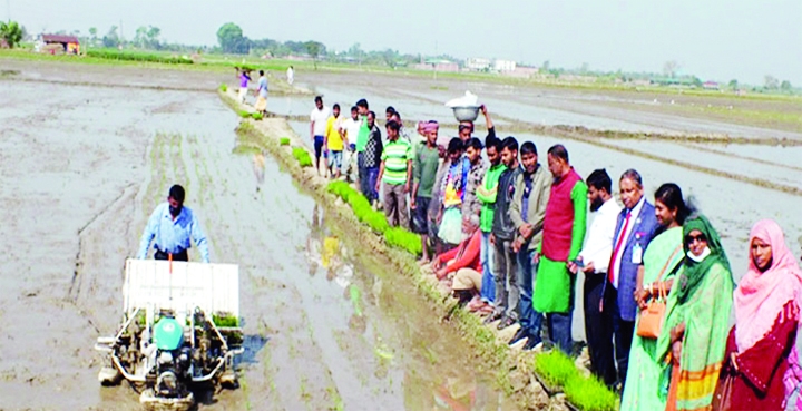 Ishwardi (Pabna) : Ishwardi Upazila Agriculture Extension Department arranges Boro (Hybrid) SL-6-H Paddy seedling planting exhibition by Rice Transplanted at Ishwardi Upazila on Saturday.