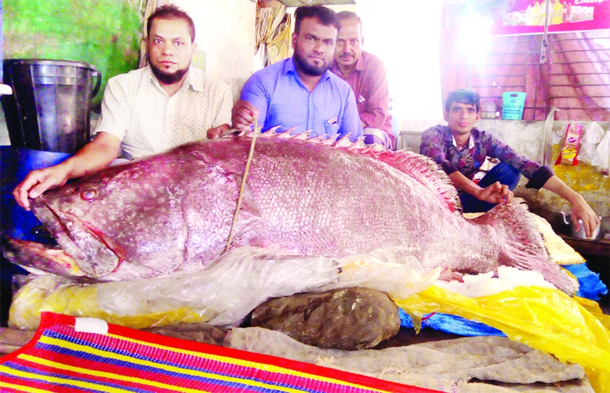 Fishermen hold a gigantic Koi Koral weighing 211 kg which was netted from deep sea in Cox’s Bazar on Sunday. Later, it was sold in Kazir Dewri Bazar of Chattogram.