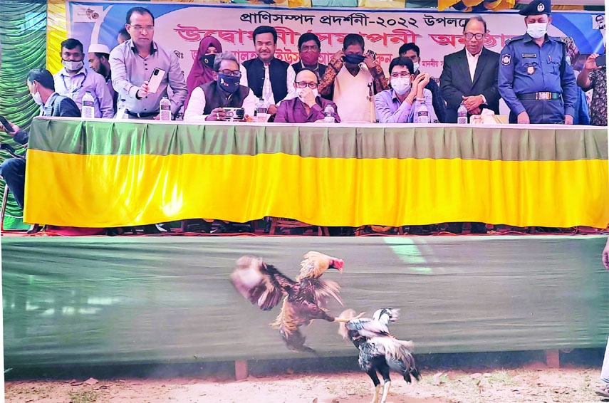 MURADNAGAR (Cumilla): Muradnagar Livestock Office and Veterinary Hospital arrange a day-long Livestock exhibition at Muradnagar Upazila Parishad Complex on Saturday.