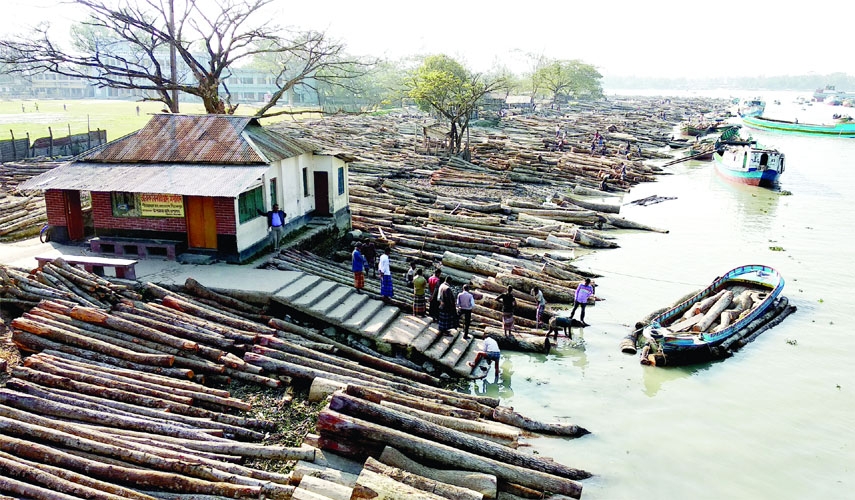 PIROJPUR: The largest floating wood market over Shitol canal in Shandha River near Swarupkathi Thana in Pirojpur is still one of the best business hubs in the country. This snap was taken on Sunday.