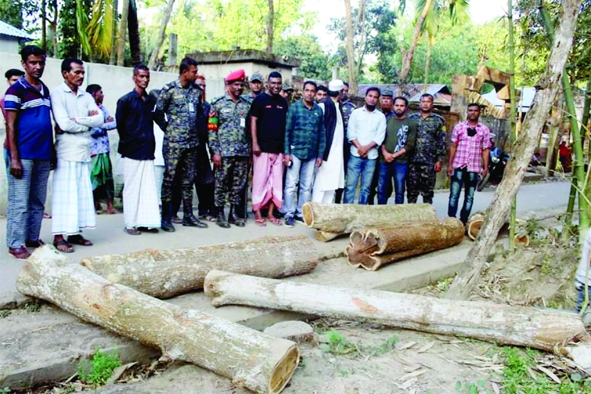 SRIMANGAL (Moulvibazar): Members of Ansar Battalion recover stolen woods of two trees from Uttar Kalapur Village in Kalapur Union in Srimangal Upazila on Friday.