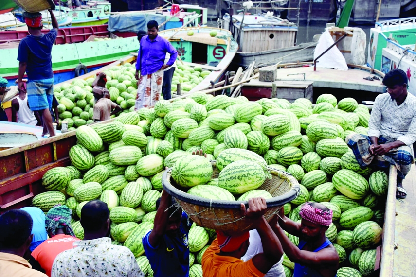 BARISHAL: Farmers in Barishal carries watermelon to different places for sale on Tuesday with a hope of more profit as the district has achieved bumper yields of the fruit this season.