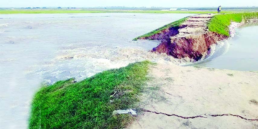 Boro crops on nearly 100 acres land of Tanguar Haor area in Tahirpur Upazila of Sunamganj go under floodwater as a flood protection embankment collapsed due to the onrush of hill water on Friday.