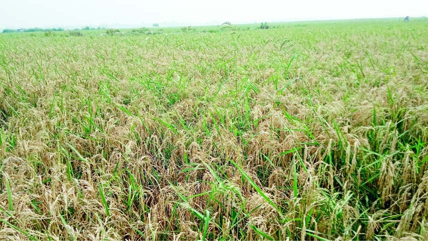 JAMLPUR: A vast area of paddy field of 150 acres damages by blast disease at Melandah Upazila. This snap was taken on Saturday.