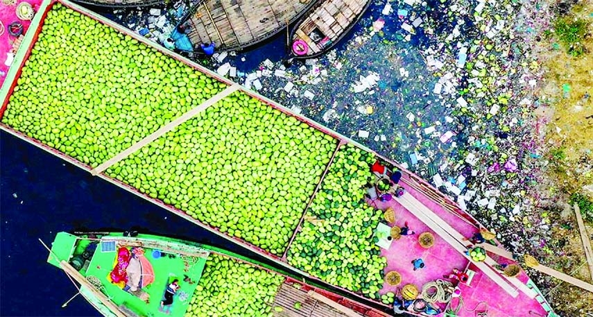 Boatmen are seen on watermelon-laden boats on the bank of the River Buriganga on Sunday. They have to unload seasonal fruits in a stinky, unhygienic and dirty place.