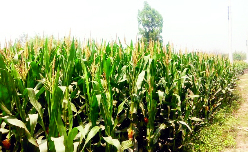 DINAJPUR (South): Excellent yield in a maize field at Rangamati area of Shibnagar Union predicts bumper production of the crop this season. This snap was taken on Tuesday.