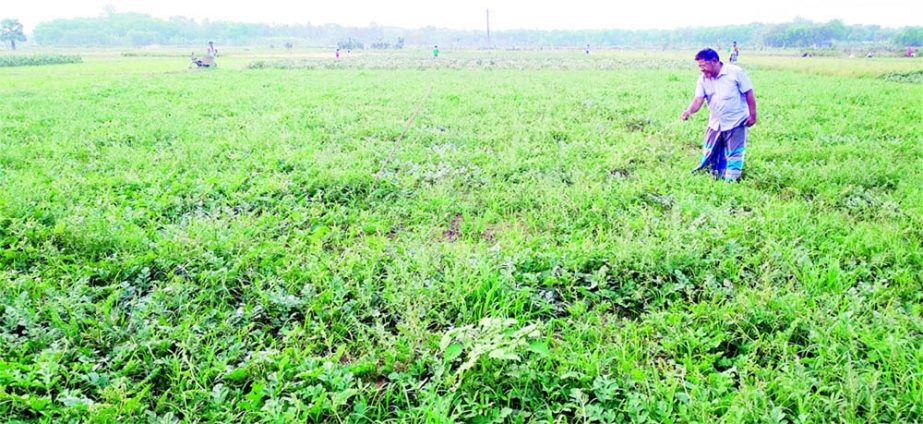 MADHUKHALI (Faridpur): A farmer at Madhukhali Upazila checks his watermelon field as like other famers of the Upazila have been facing huge loss because no watermelon grow in the plants. The snap was taken on Monday.