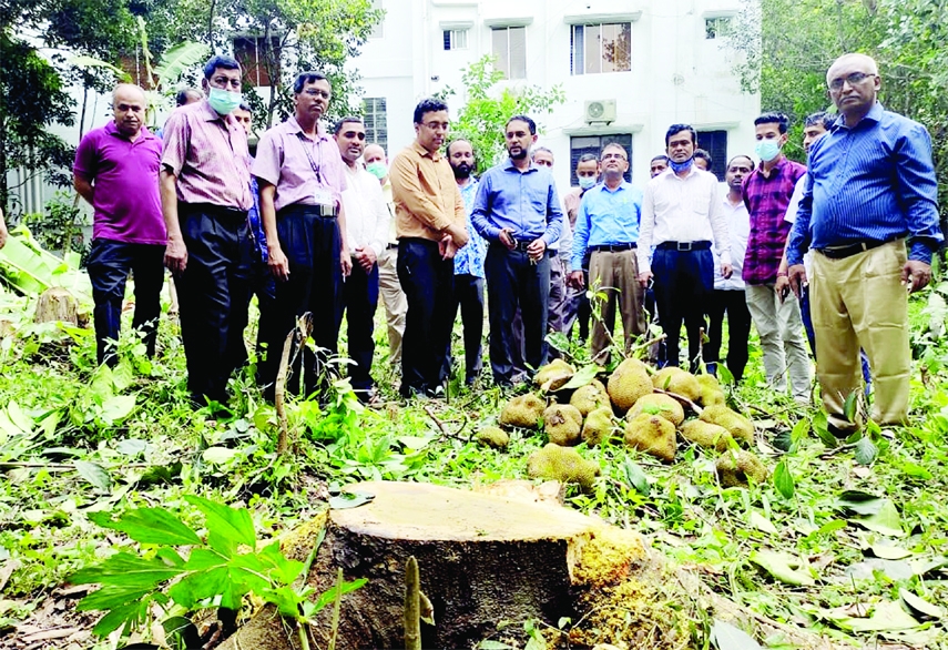 SYLHET: Influentials illegally cut down trees Sylhet Civil Surgron Office to grab lands. Dr SM Shahriar, Civil Surgeon visits the spot on Monday.