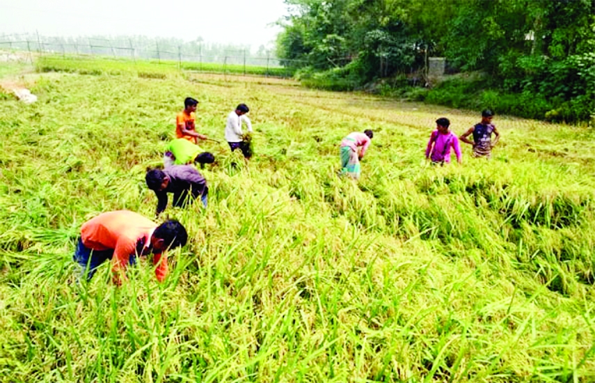 CHATMOHAR (Pabna): Farmers harvest half-ripe paddy at Chalan Beel area in Chatmohar Upazila fearing bad weather on Tuesday.