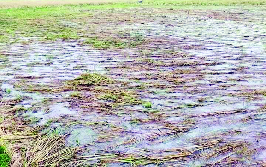 TARASH (SIRAJGANJ): Ripe Boro- paddy field damages at Tarash Upazila due to bad weather. This snap was taken on Thursday.