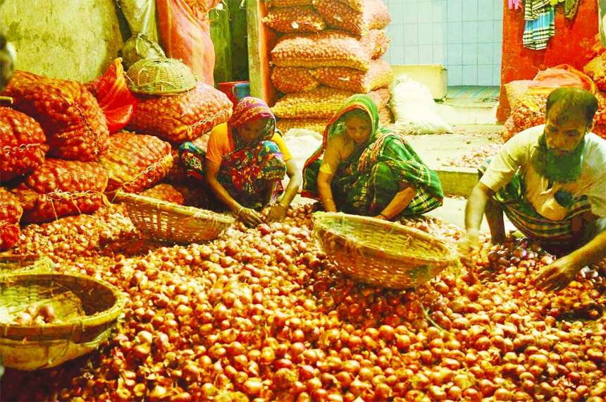 Workers are busy with sorting out onions at a godown in city's Shambazar area on Friday as onion price soared after edible oil.