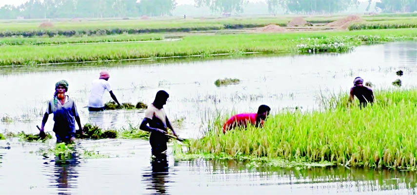 Farmers are seen cutting half-ripe paddy at Pachgachi Union under Sadar Upazila in Kurigram district on Sunday as crop fields inundated due to heavy rain.