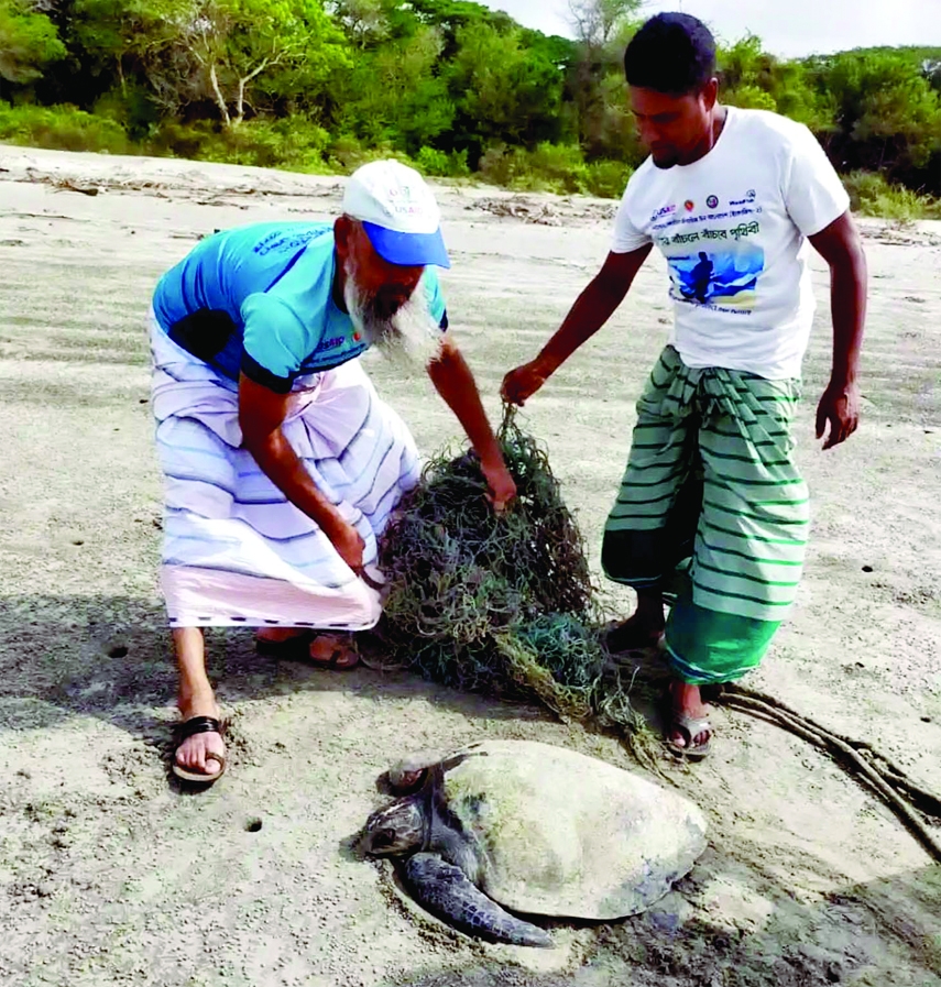 KALAPARA (Patuakhali) : An alive tortoise recovers from a fishing net at Gangamoti area of Sunrise Point in Kuakata sea beach recently.