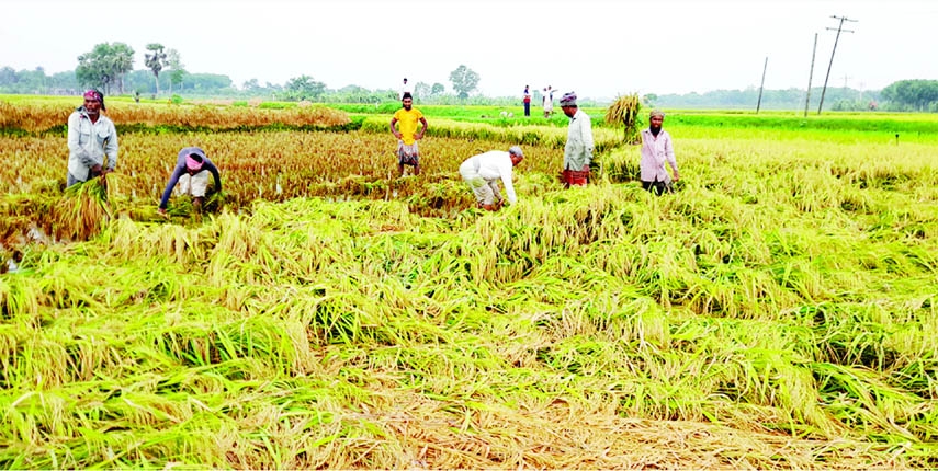 ISHWARDI (Pabna): Farmers and their family members with few labourers of high wages harvest Boro Paddy at Ishwardi Upazila due to labour crisis. The snap was taken on Wednesday.