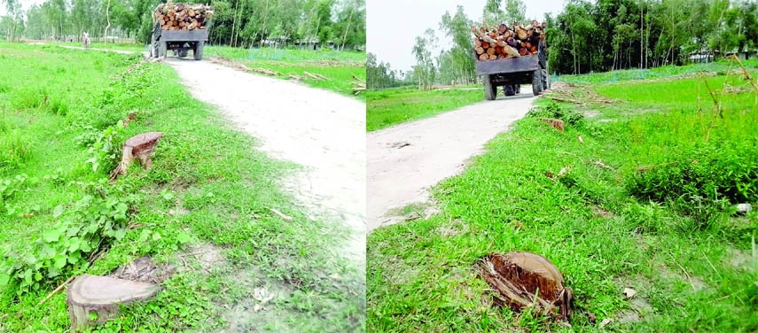 GANGACHARA (Rangpur): Influentials cut down more than three hundreds of trees beside government roads from Talpottio to Akdamtoli at Gangachara Upazila recently. The picture was taken on Wednesday.