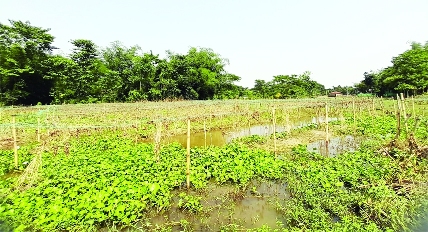 SYLHET: Vegetables fields still submerge by flood water at Bashtoragaon Village in Sylhet Sadar Upazila . This snap was taken on Saturday.