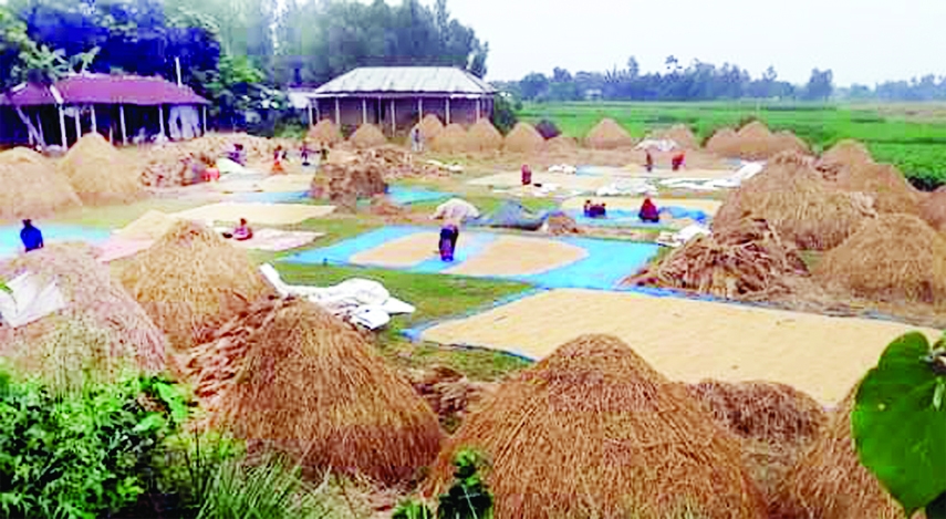 CHATMOHAR (Pabna) : Farmers passing busy time in Boro paddy drying processes at Chalan Beel area in Chatmohar Upazila as the ripe paddy field are submerged by ebb water . The picture was taken on Wednesday.